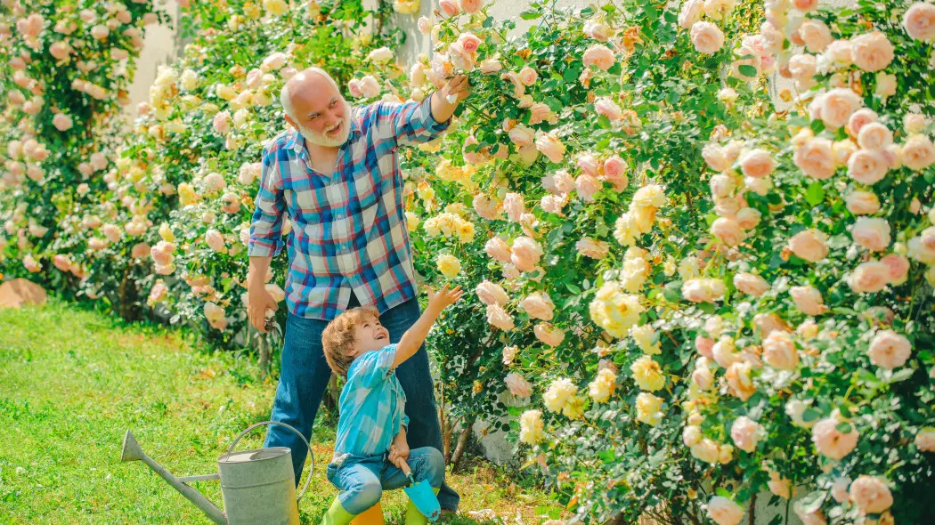 Sąsiad nie kupuje drogich nawozów. Jego róże i tak wyglądają najlepiej
