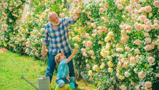 Sąsiad co roku sypie to pod róże. Ich widok zapiera dech w piersiach