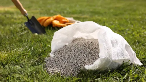 Pierwszy nawóz na trawnik po zimie. Kiedy sypać i co wybrać?