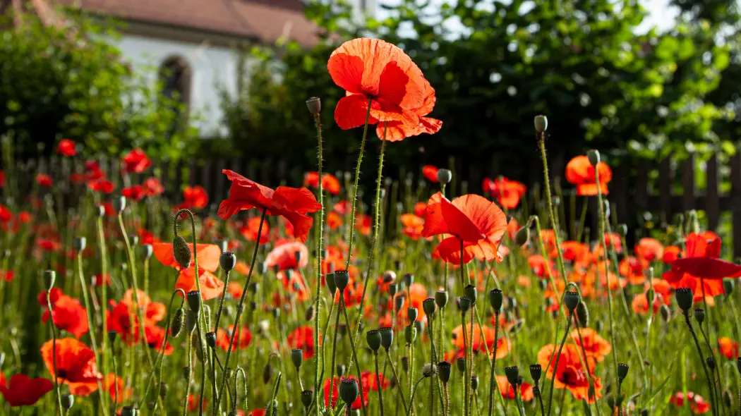 Czerwone maki w ogrodzie.