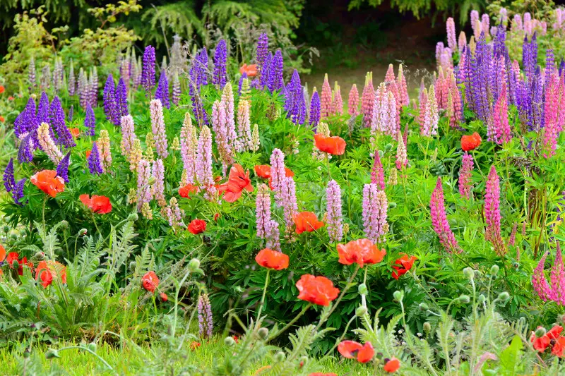 Maki najlepiej prezentują się w swobodnych, naturalistycznych nasadzeniach