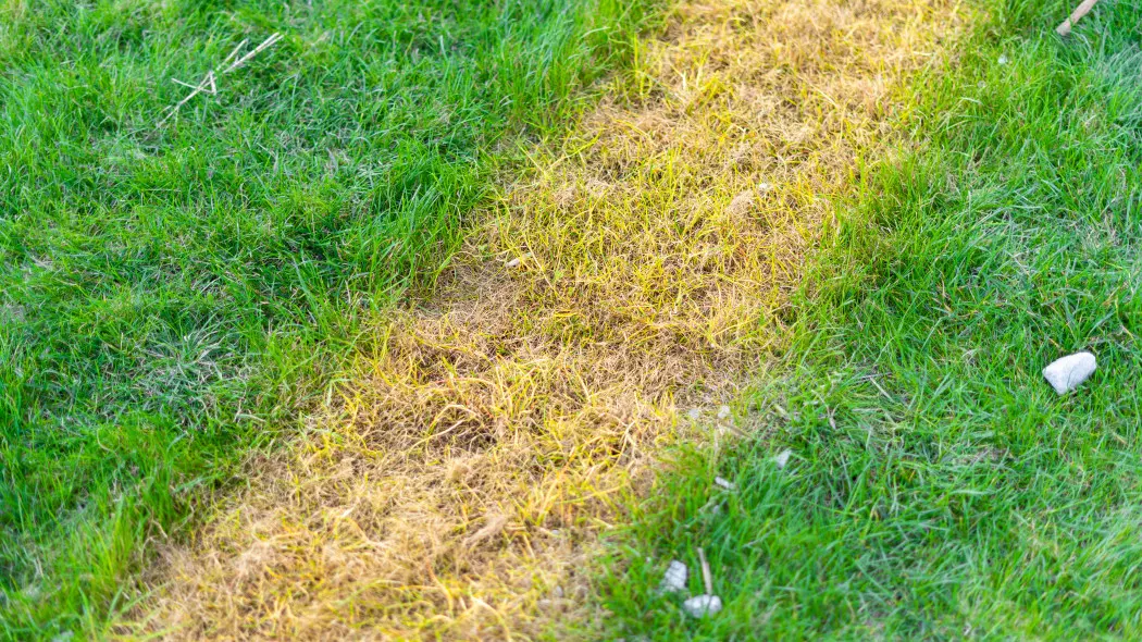 Spalony trawnik to często efekt błędów w nawożeniu