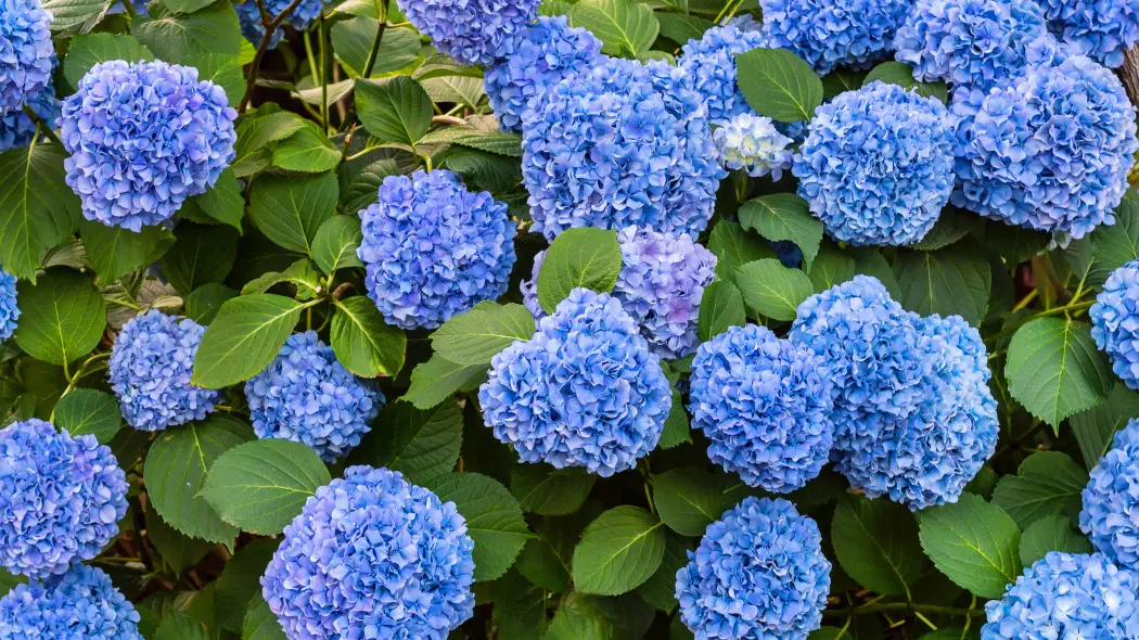 Niebieska hortensja – jak zmienić kolor kwiatów?