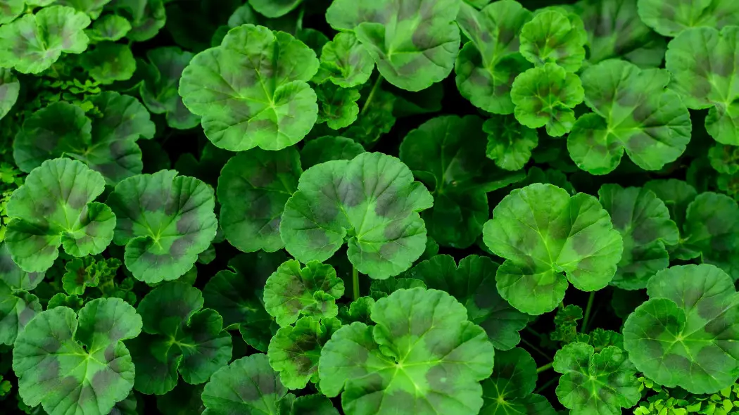 Pelargonie bez kwiatów
