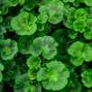 Ogławianie pelargonii. Jak i po co usuwać stare kwiaty? I dlaczego warto to robić regularnie