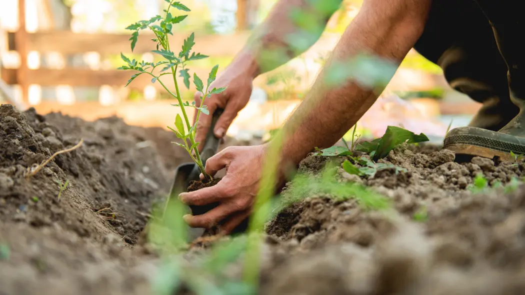 Zakop pod pomidorami, a nie nadążysz ze zbiorami