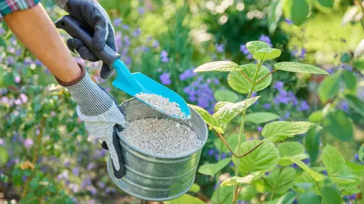 Wiosenne nawożenie hortensji – krok po kroku i bez błędów