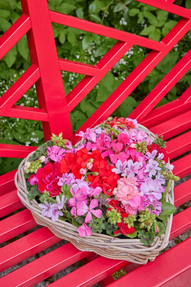 Bukiet z pelargoniami ciętymi i innymi kwiatami