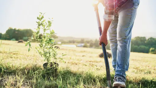 Przesadzanie borówki. Jak i kiedy to robić, aby dobrze się przyjęła?