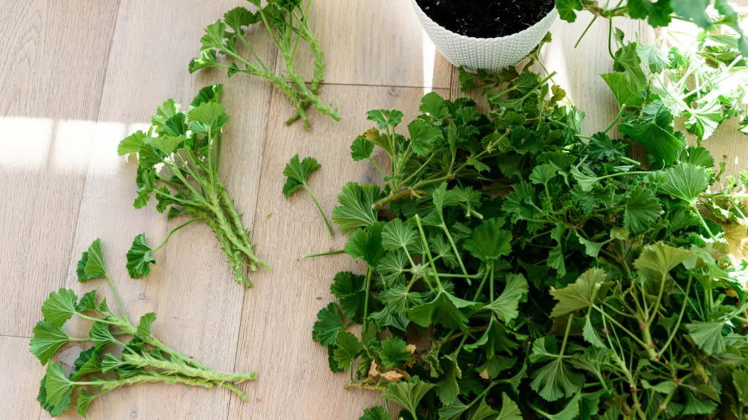 Szczepki pelargonii przygotowane do ukorzeniania