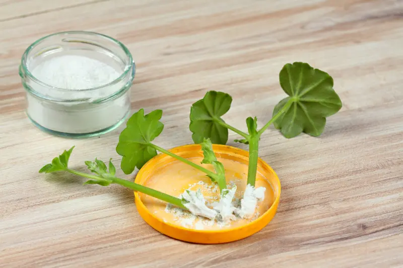 Ukorzeniacz przyspiesza tworzenie korzeni i zwiększa szanse na szybkie przyjęcie się sadzonek pelargonii.