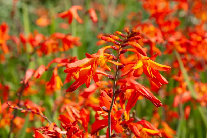Krokosmia ‘Lucifer’