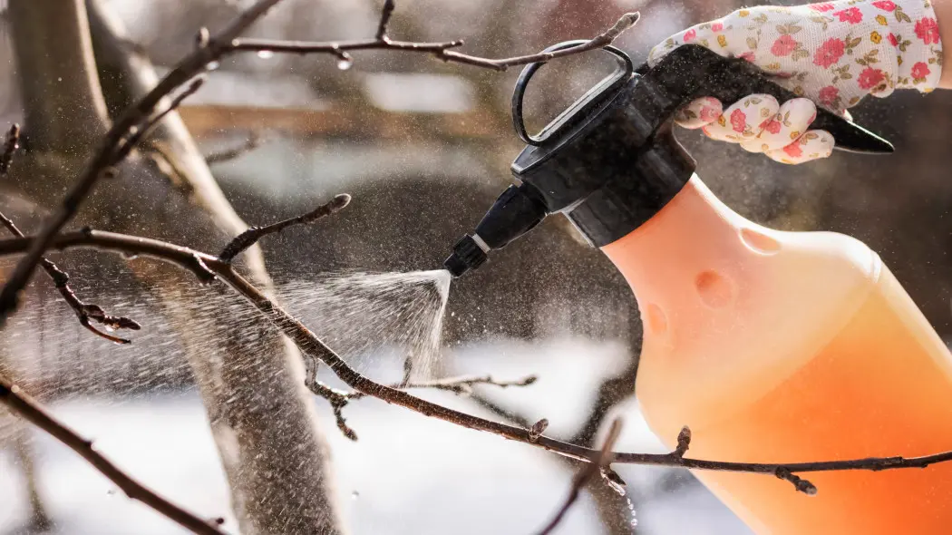 Oprysk olejem rydzowym na szkodniki drzew i krzewów owocowych