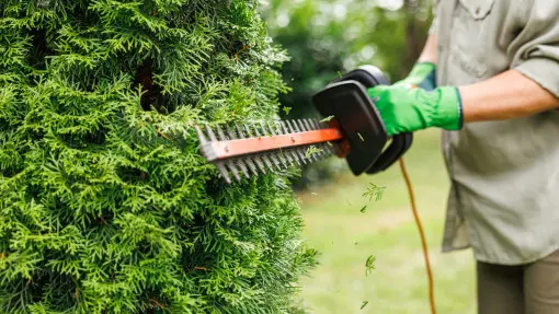 Przycinanie tui wczesną wiosną. Jak ciąć, żeby się zagęściły i ładnie rosły?