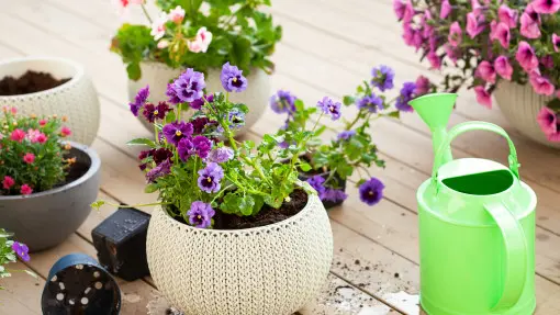 Domowe odżywki do bratków. Podlewaj tym bratki wiosną. Będą kwitły do lata