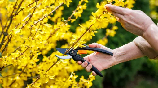 Sekator w ruch. Ten termin decyduje o gęstym pokroju i obfitym kwitnieniu forsycji