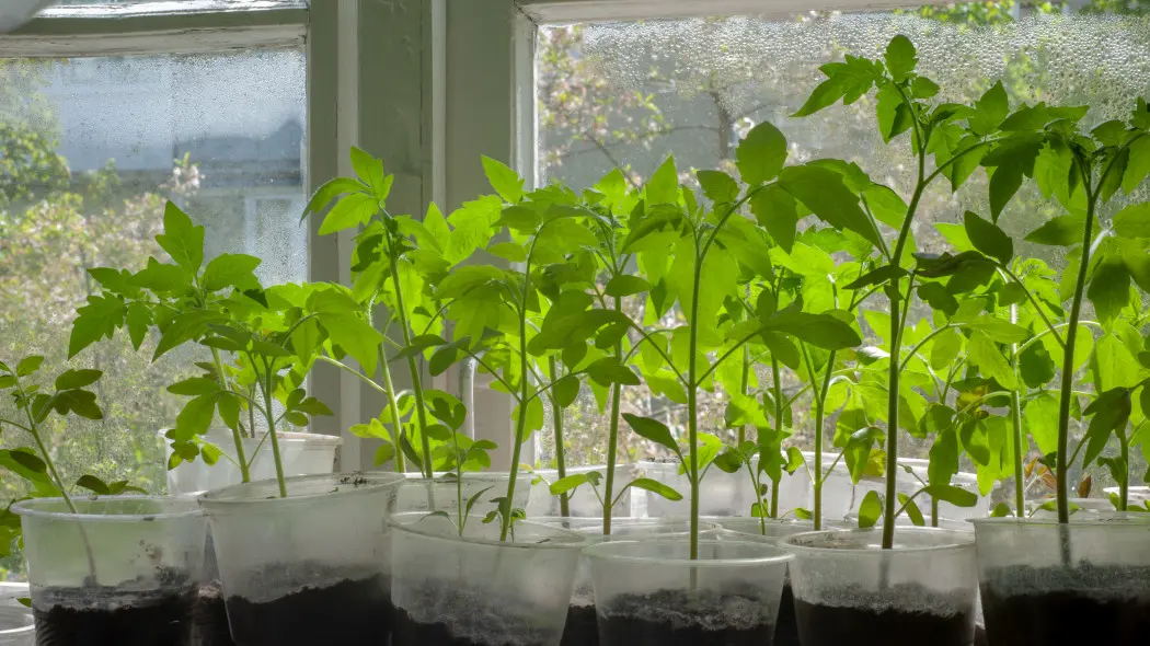 Wyciągnięte pomidory na parapecie