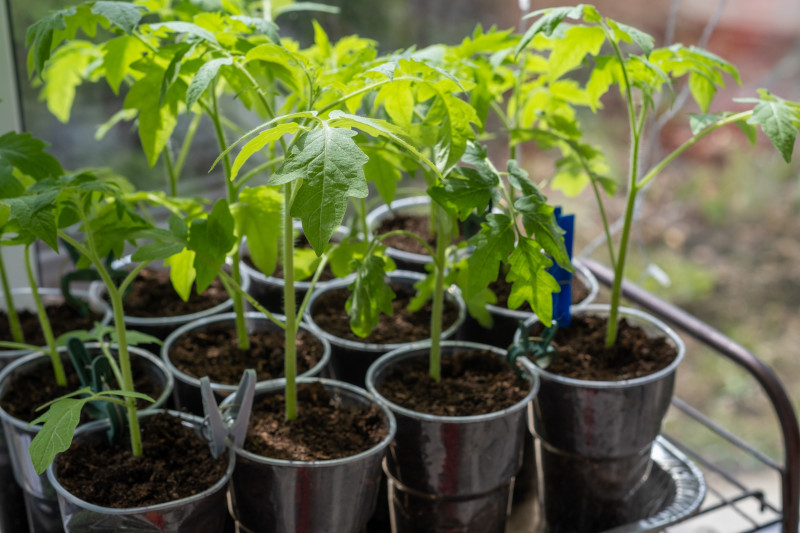 Wyciągnięta rozsada pomidora 