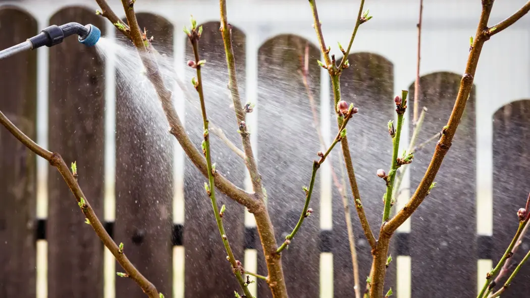 Kiedy wykonać pierwszy oprysk? To najważniejszy zabieg w sadzie