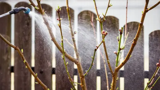 Ochrona drzew owocowych przed sezonem. Czym i kiedy pryskać na choroby i szkodniki?