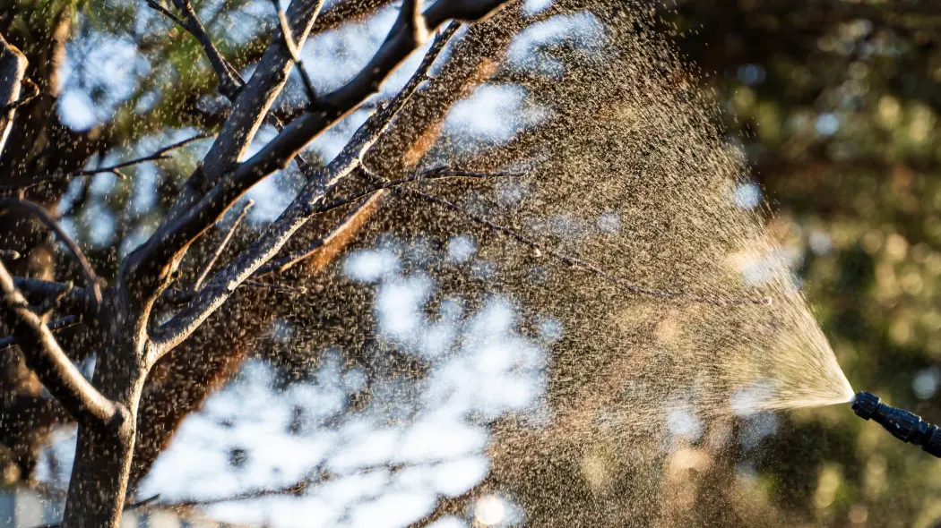 Ten oprysk niszczy jaja mszyc. Zrób zanim zaatakują