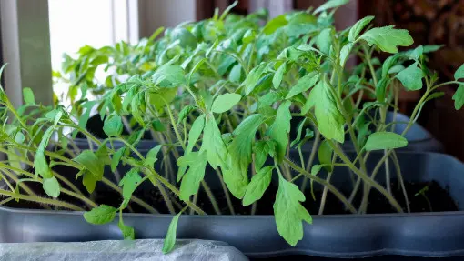 Najczęstsze błędy przy rozsadzie pomidorów i jak ich unikać