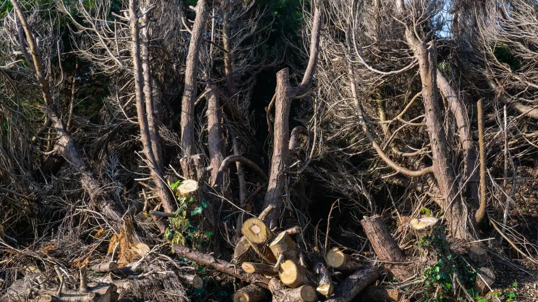 Odmładzanie starych tui - technika i terminy cięcia