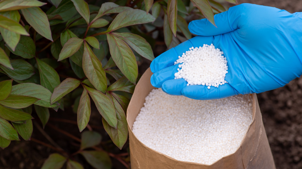 Nie syp tego pod piwonie, bo mogą nie zakwitnąć