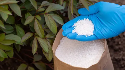 Piwonie nie zakwitną, jeśli zrobisz to wiosną. Wielu ogrodników o tym nie wie