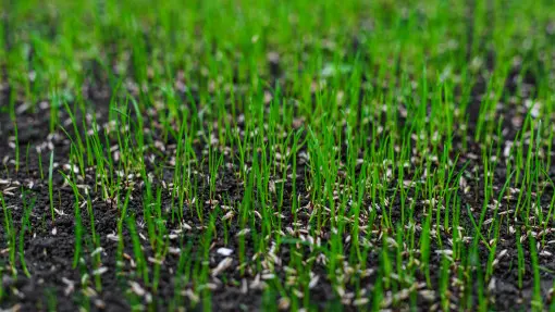 Trawa długo nie wschodzi po siewie? Oto przyczyny, problemy i rozwiązania