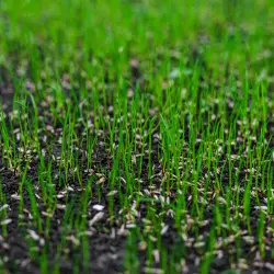 Trawa długo nie wschodzi po siewie? Oto przyczyny, problemy i rozwiązania