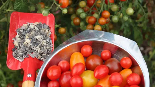 Ten naturalny nawóz robi furorę wśród działkowców. Długo działa, odżywia i poprawia glebę