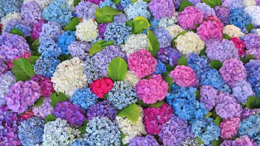 Jak dbać o hortensje ogrodowe, żeby pięknie i długo kwitły? Niby każdy to wie, a wielu robi to źle