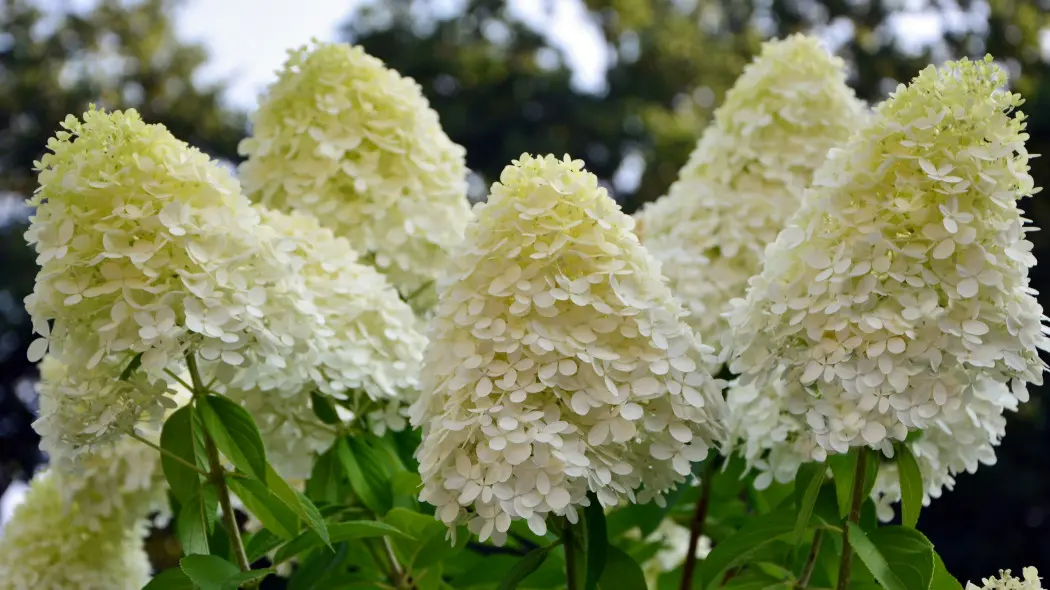 Ogromne kwiaty hortensji bukietowej