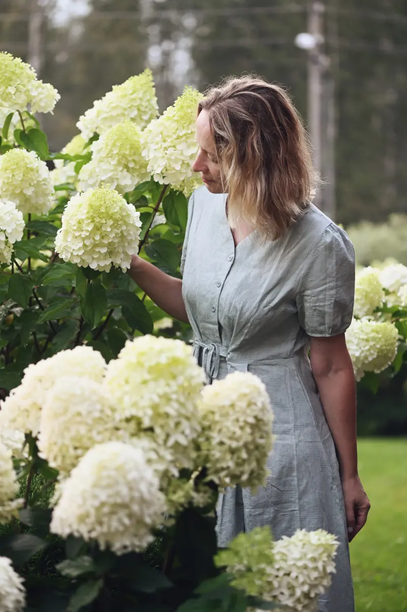 Hortensja bukietowa nie wymaga skomplikowanych zabiegów, ale wymaga odpowiedniego planu nawożenia