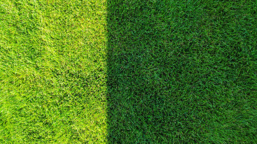 Czym nawozić trawnik, żeby był soczyście zielony? Najważniejszy jest 1 składnik