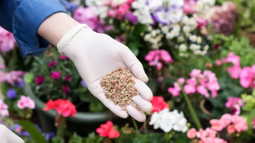 Ogrodnicy robią to podczas sadzenia. Mają kwiaty do jesieni bez nawożenia