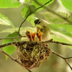Czy można wycinać drzewa i krzewy w okresie lęgowym ptaków?