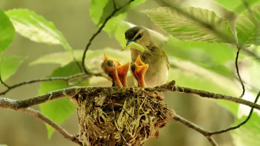 Czy można wycinać drzewa i krzewy w okresie lęgowym ptaków?