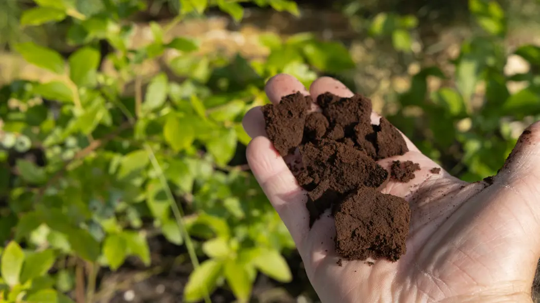 Rozsypuję to wiosną pod borówkami. Latem krzewy uginają się od owoców. Nie chodzi o fusy