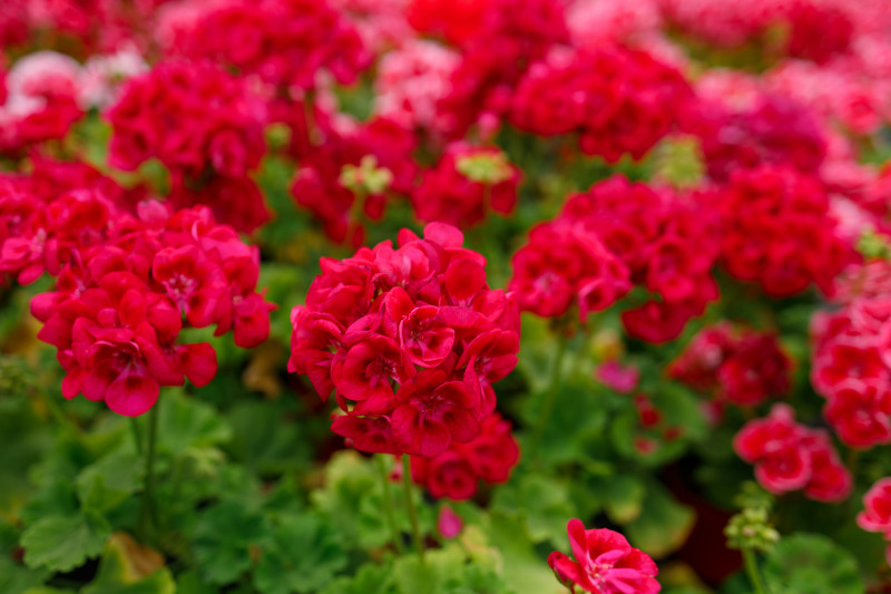 Pięnie kwitnące pelargonie dzięki nawożeniu