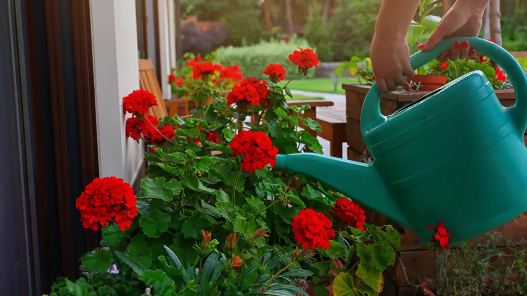 Podlewaj tym pelargonie. Nie przestaną kwitnąć do mrozów. Nie chodzi o nawóz z bananów