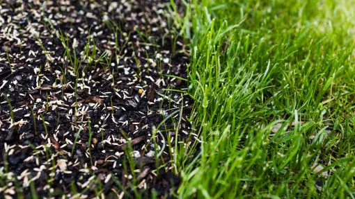 Zanim rozsypiesz nawóz, zrób to. Trawnik odbije szybciej