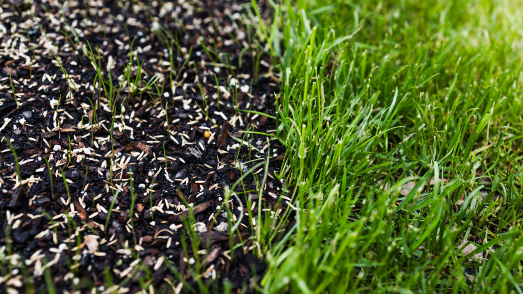 Zanim rozsypiesz nawóz, zrób to. Trawnik odbije szybciej