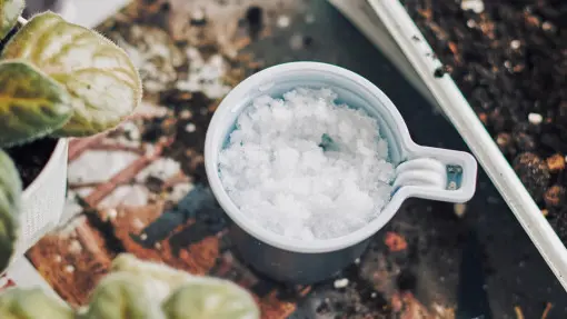 Co wsypać do donicy, żeby kwiaty rosły 2 razy szybciej? Nie chodzi o nawóz