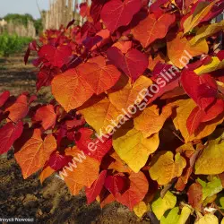 Judaszowiec kanadyjski ETERNAL FLAME