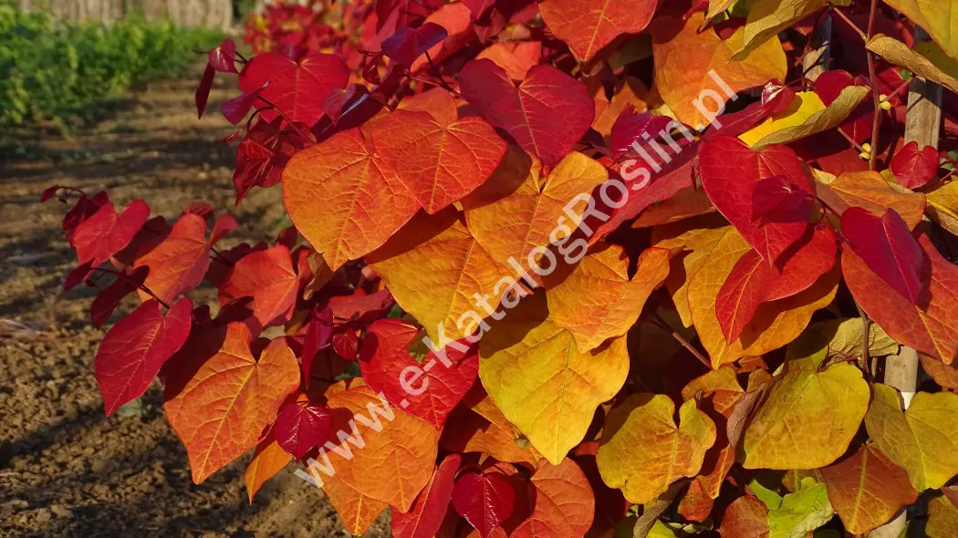 Judaszowiec kanadyjski Cercis canadensis ETERNAL FLAME 'NC2016-2'