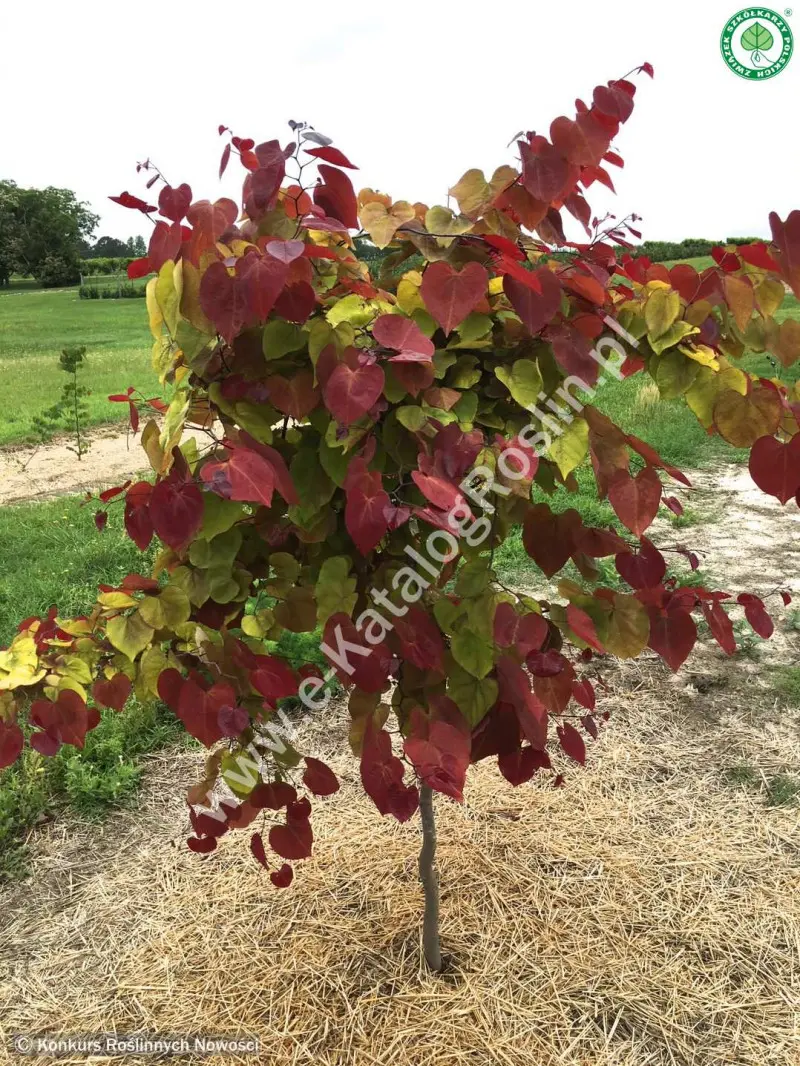 Judaszowiec kanadyjski ETERNAL FLAME