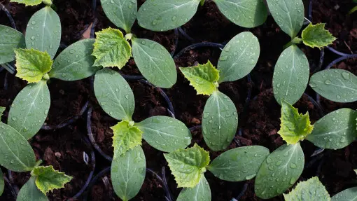 Czy warto robić rozsadę ogórków? I tak i nie. Wady i zalety