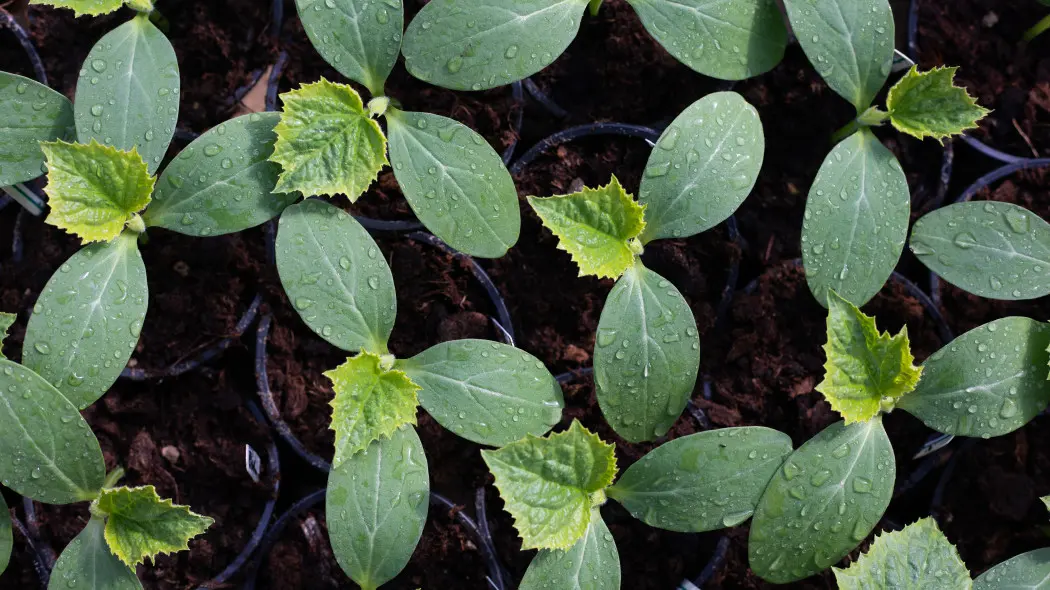 Czy robić rozsadę ogórków To zależy. Sprawdź, kiedy się opłaca?